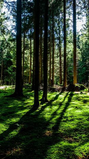 seo收录工具截图2