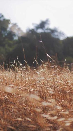 龙少泛目录站群截图4