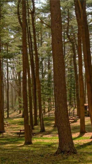 在线seo优化工具截图1