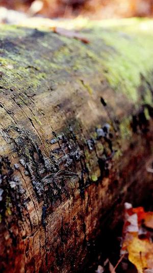 石家庄seo排名截图2