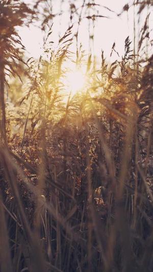 小旋风蜘蛛池多少钱截图1