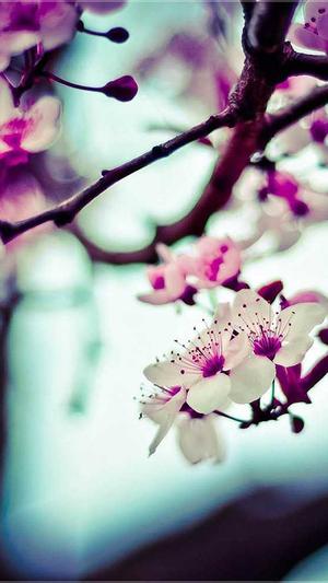 重庆seo优化排名截图2