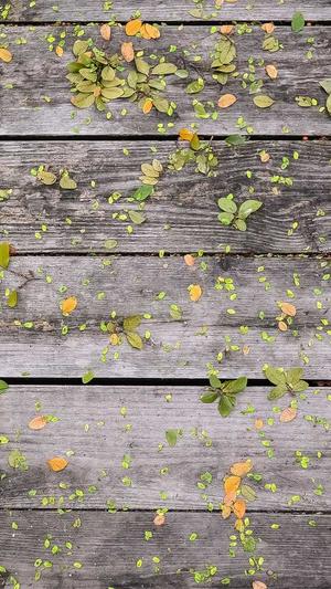 智能侠蜘蛛池程序截图1